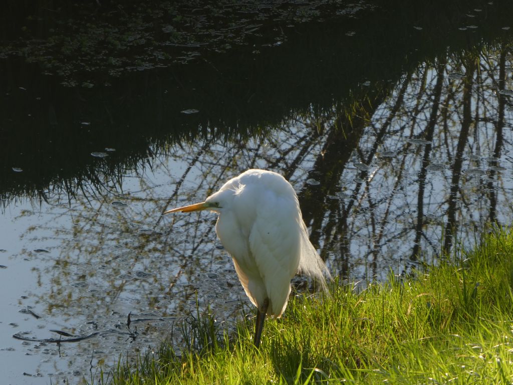 Airone bianco maggiore (Ardea alba)  con becco spezzato